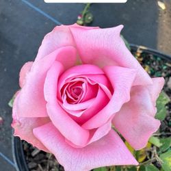 🌹 Plant: Belinda Rose