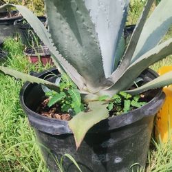 15 Gallon Blue Agave 