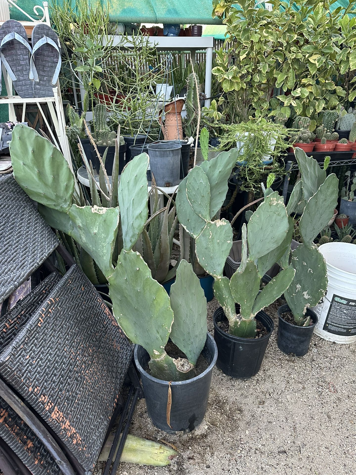 Cactus for Sale