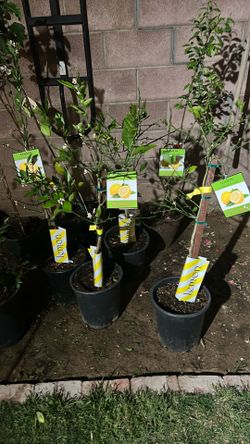 Avocado,plum,pear,apples Trees