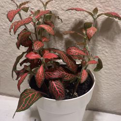 Ruby Red Fittonia (house Plant) 