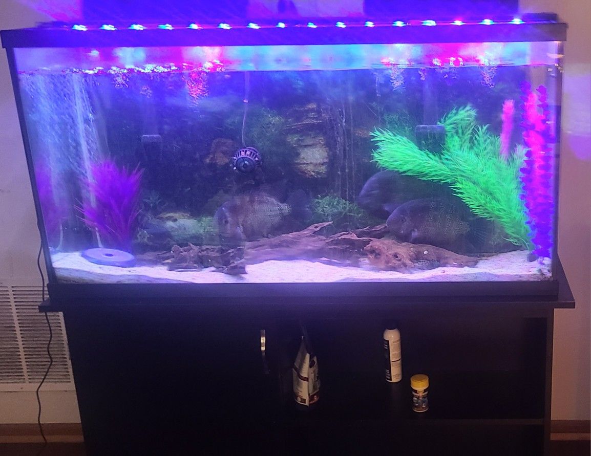 Fish Tank 80 Inch
