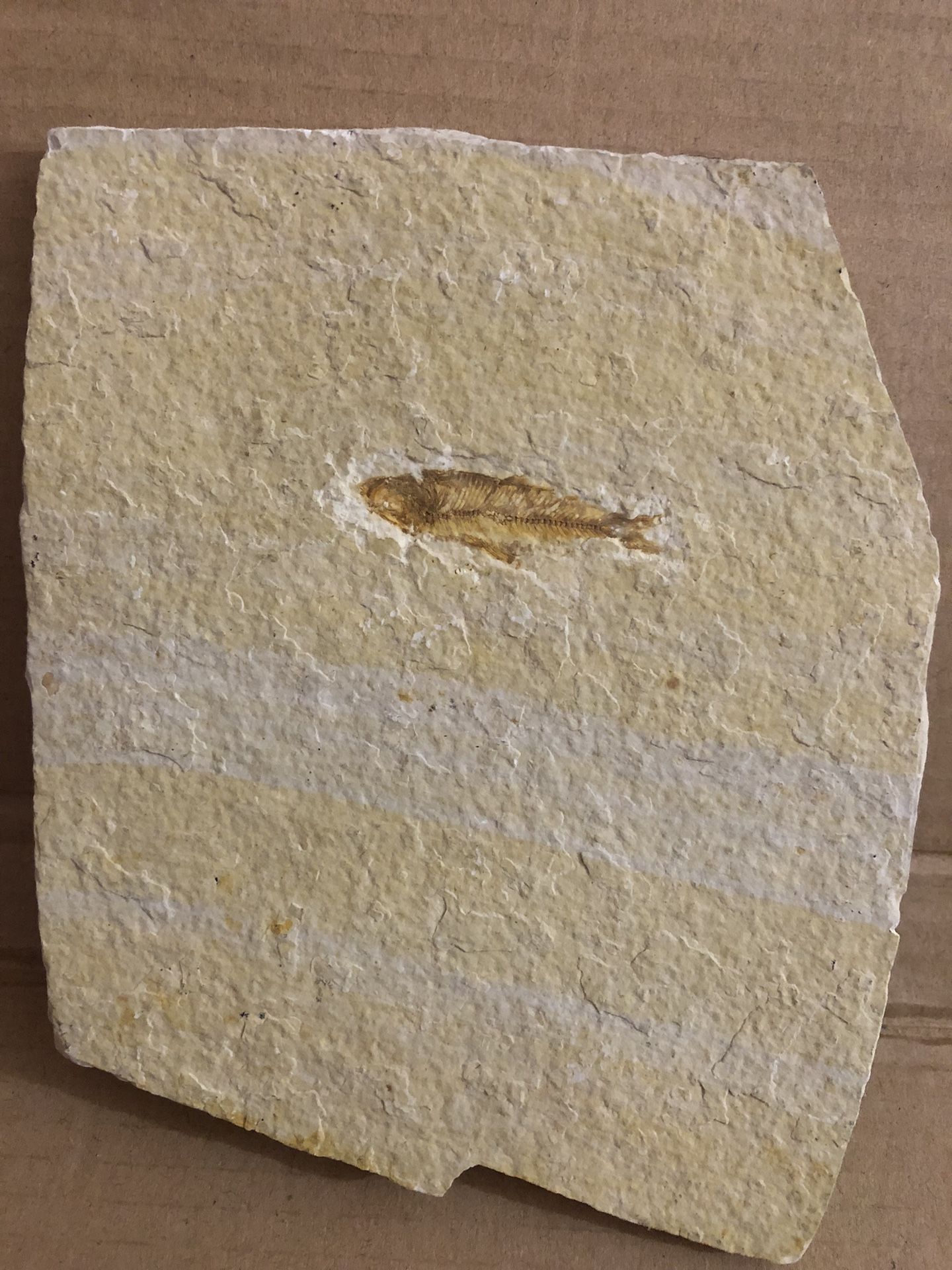 Fish Fossil