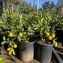 5 Gallon Size- Fruiting Age- Citrus Trees 