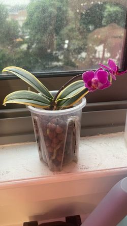 Variegated Phalaenopsis Orchid