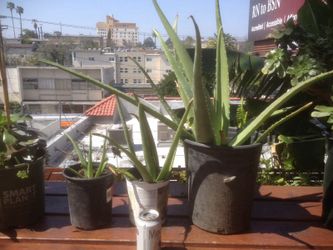 Aloe Vera plants for sale