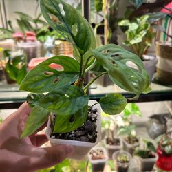 Plants 7$ each or all for 50