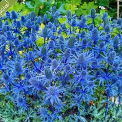 Sea holly Potted Plant