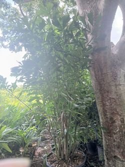 Fishtail Palm Trees 25gl 🌴 $120