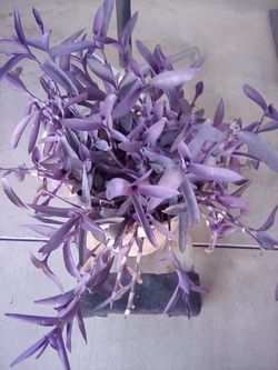 Nice plants purple in color