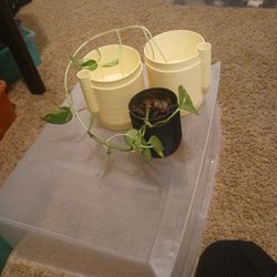 self watering plant pot