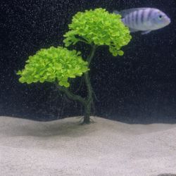 Aquarium Decoration