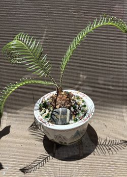 Sago Palm Bonsai