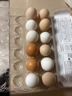Free range chicken eggs