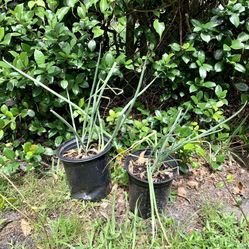 Set of two green onion plants needs to be planted in the ground