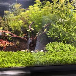 Fish tank freshwater aquarium plants