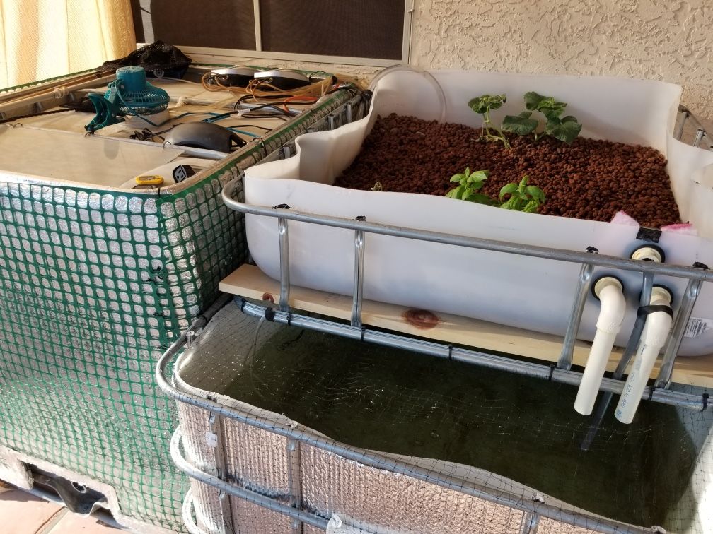 Aquaponics IBC Tote