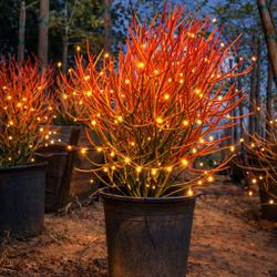 16-24” Beautiful Red Fire Stick Plant In A Pot, Pencil Plant Succulent Red Coral Plant 