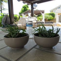 Pair Of Gray Garden Pots With Succulents 