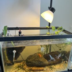 20 Gallon Fish Tank ( JUST THE FISH TANK)