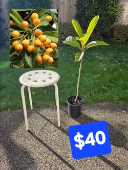 Hardy Japanese plum trees from the holy land