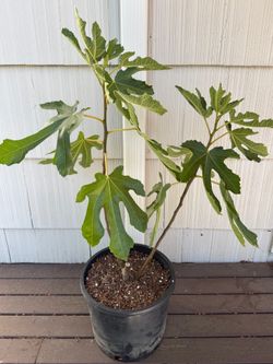 Fig Tree (Vern’s Brown Turkey) – 5G
