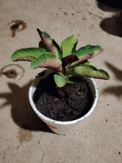 Corona de Cristo Flor grande $4