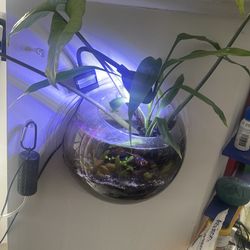 On wall fish bowl plastic comes with fish and decoration can add a bubbler but not needed