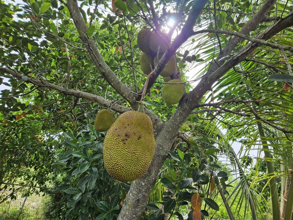 Jack fruit for sale.
