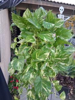 Pothos PATRICIO Plant $35