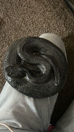 snake cement statue