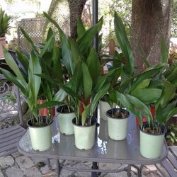 Cast Iron Plants