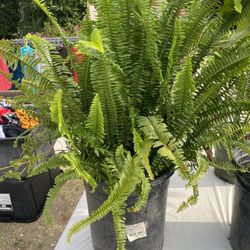 Plants For sale 