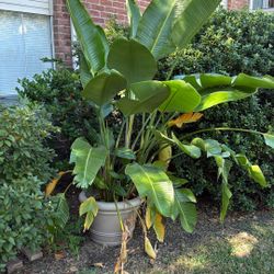 Big Nice Plant $80 Or Make Me An Offer With Pot