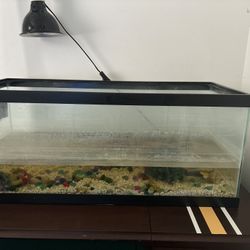 Fish Tank