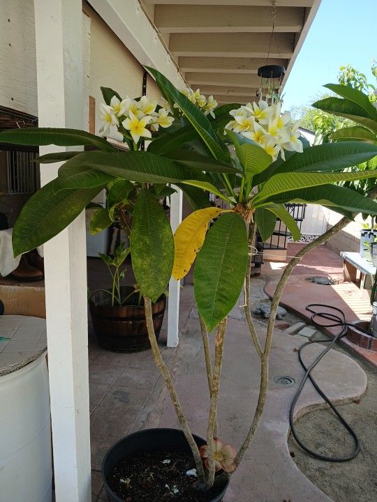 Pulmerias