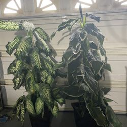 Fake Plants 