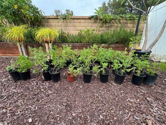 Citronella plants, great mosquitoes deterrent.