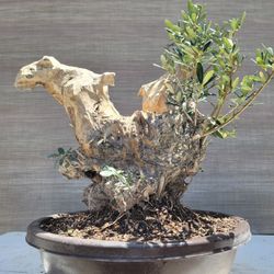 Old Olive Bonsai Tree for Sale in Westminster, CA - OfferUp