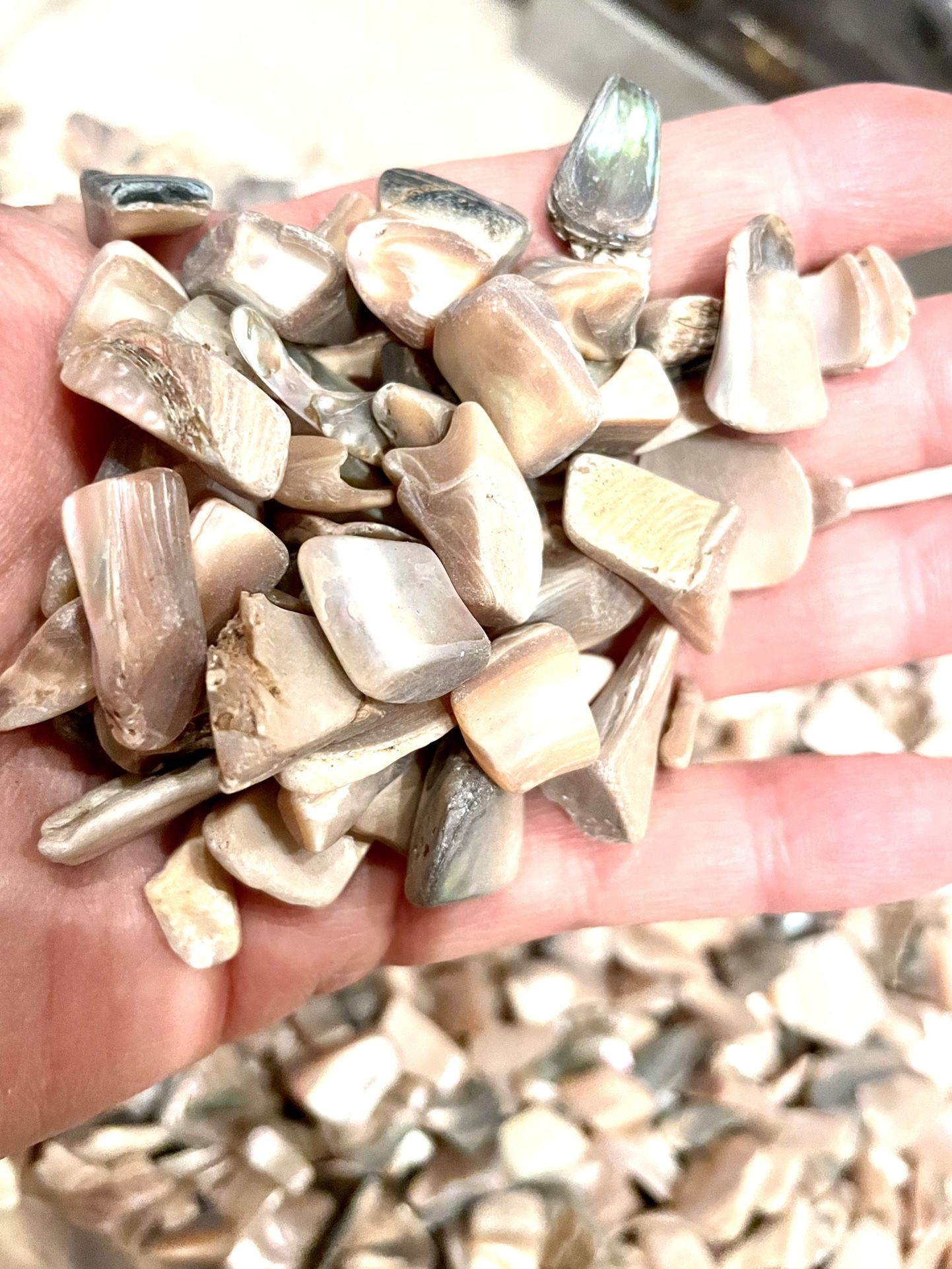Lot Of Shell Pieces