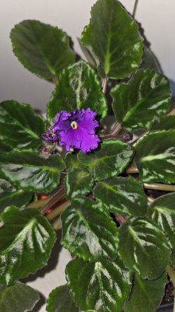 African violet plant