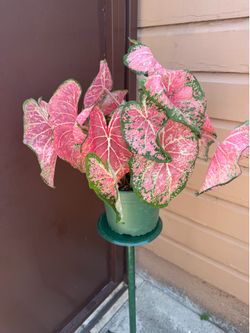 8” big caladium bicolor