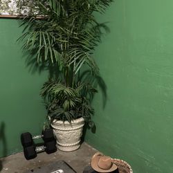 Plants 