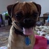 ToughTeddyBear1