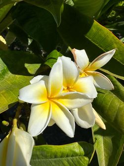 White plumeria trees