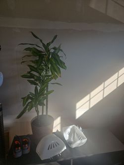 Dracaena Indoor Plant in Pot