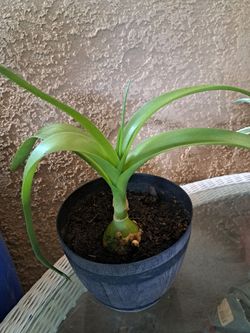 Outdoor Plant