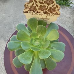 Succulent Plant $15