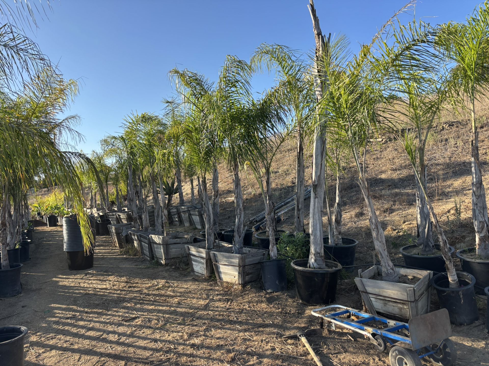 Queen Palms Cocos Palms