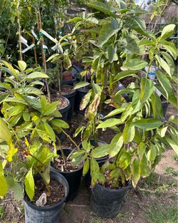 / Avocado Tree Has 🥑 Arbol De Aguacate